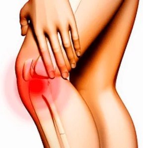 Dizin anatomik yapısı
